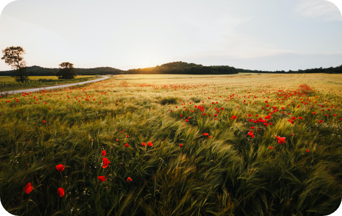 wide-poppy-field-windy-day-sunset-1